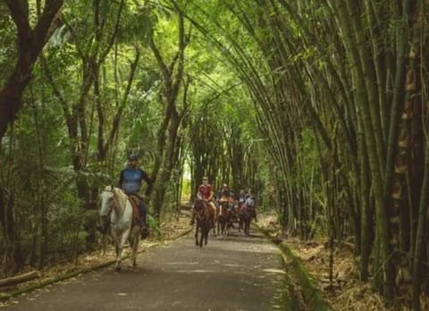 Passeio a cavalo por um túnel de bambus no Lagos de Jurema